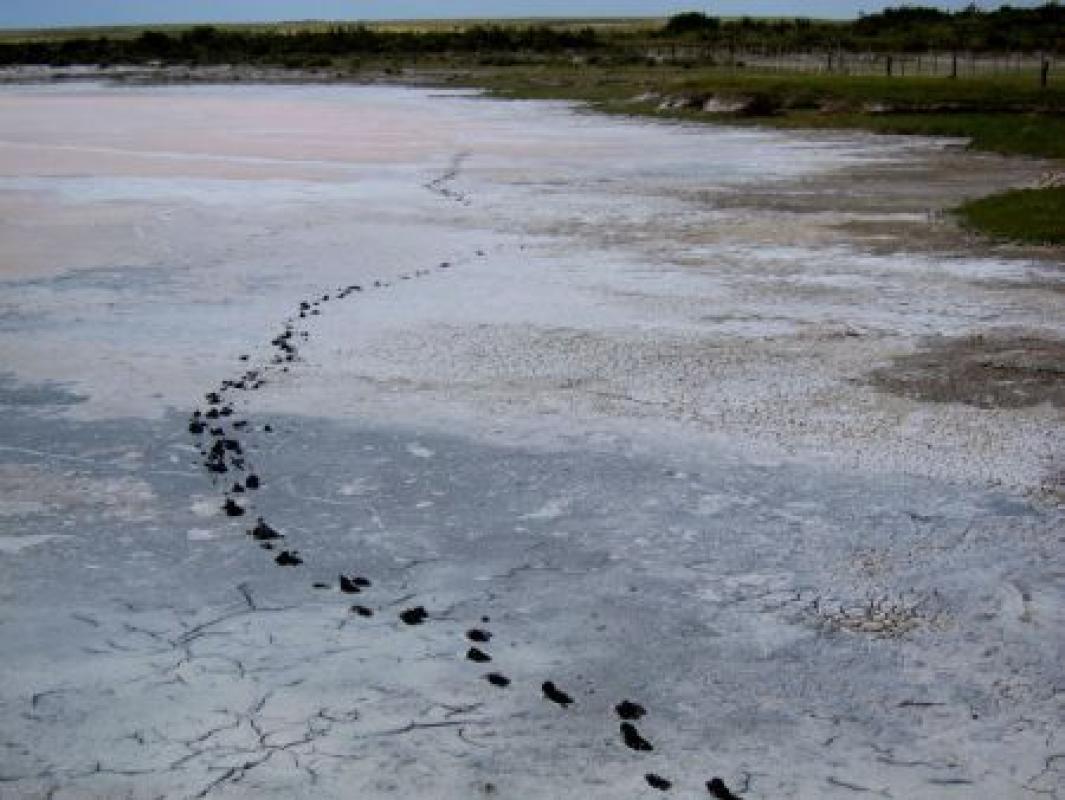 Gigantic pink salt pans are scattered throughout the region, rimmed with short grasses and fruiting shrubs...