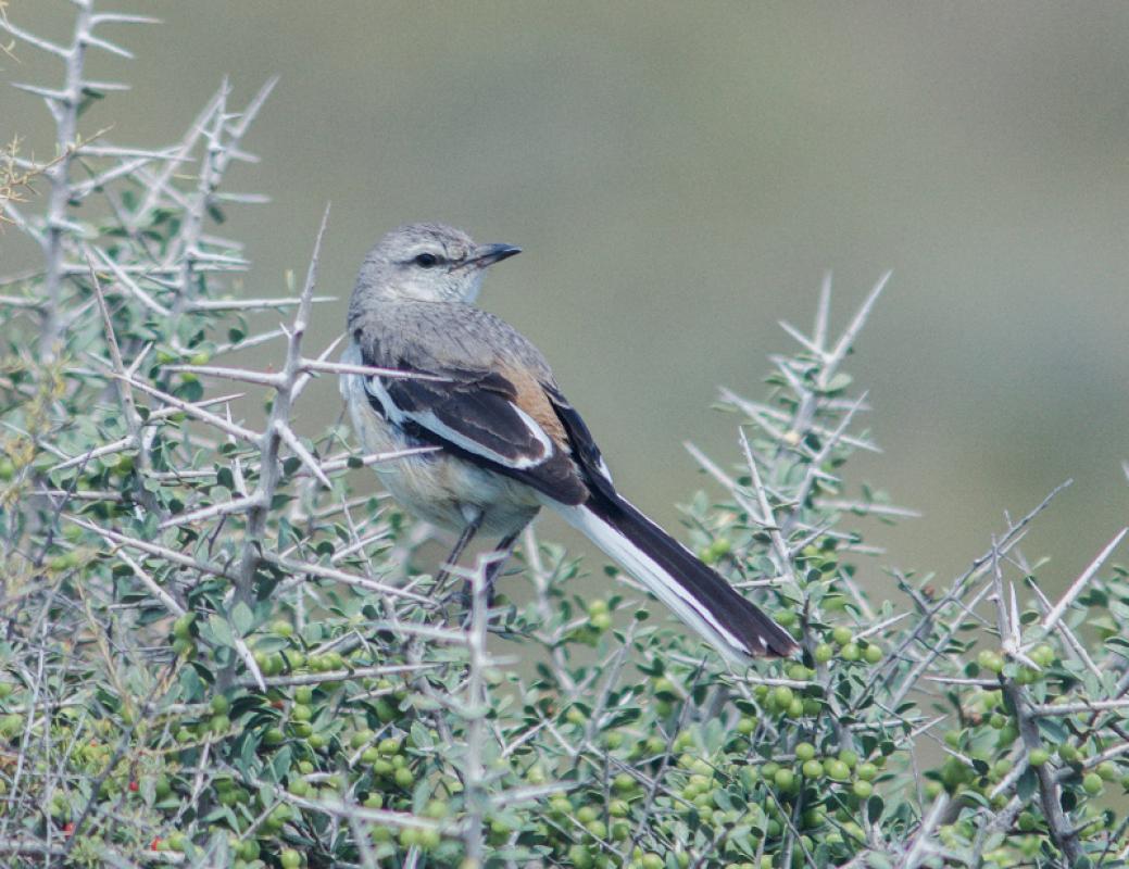 …where we may see White-banded Mockingbirds plucking berries…