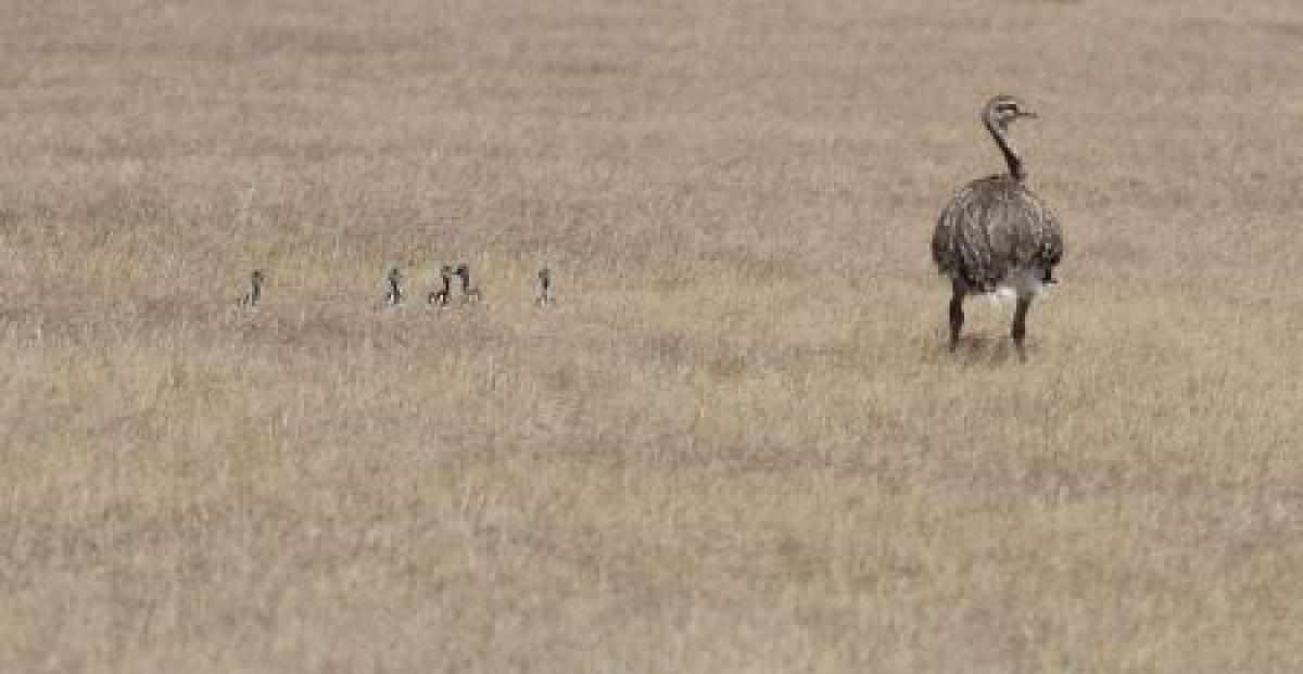 ...or a foraging family of Darwin’s Rheas.