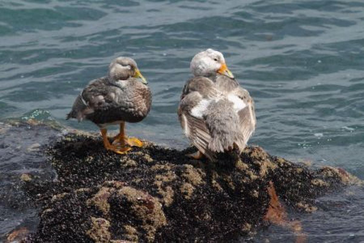 ...and the range-restricted White-headed Steamer Duck.