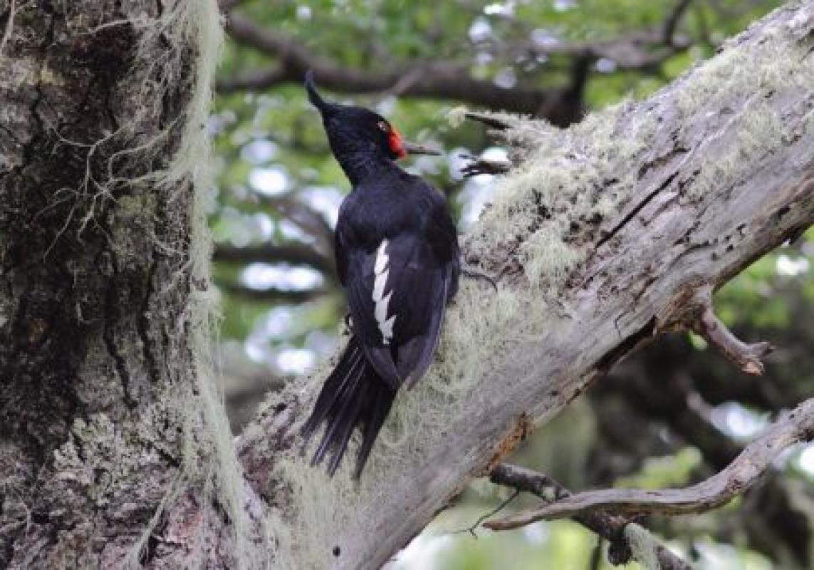 ...that often feeds with its equally spectacular partner along the trunks of towering trees.