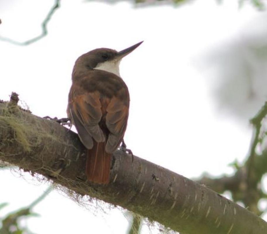 This area also offers a chance to see the unique White-throated Treerunner.