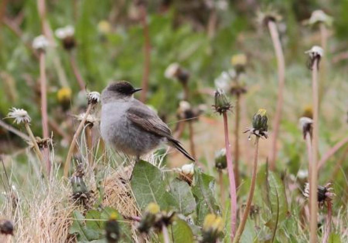 The grounds here could hold such species as Dark-faced Ground Tyrant...