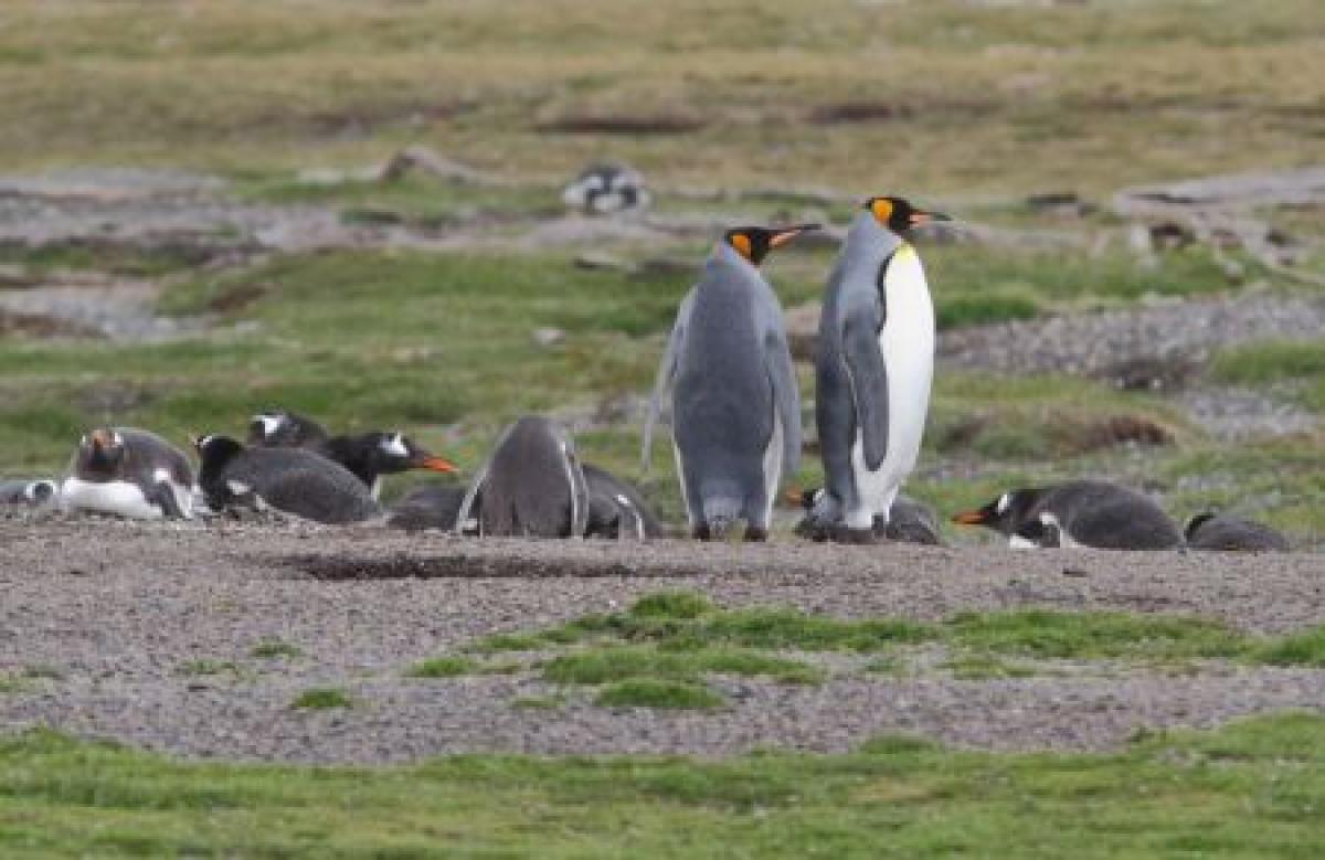 ...our island destination that accommodates Gentoo, and in recent years a few King Penguins.