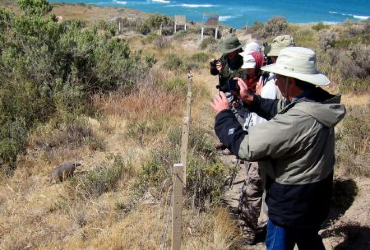 The tour will be filled with lots of spontaneous photo opportunities such as this Hairy Armadillo...