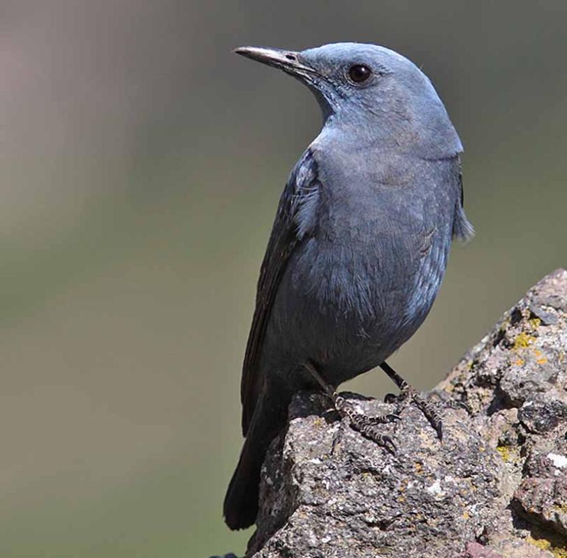 ...Blue Rock Thrush...