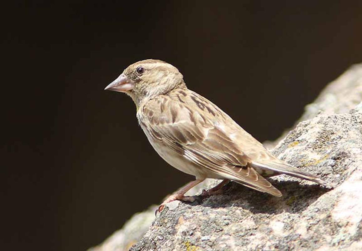 ...Rock Sparrow and…
