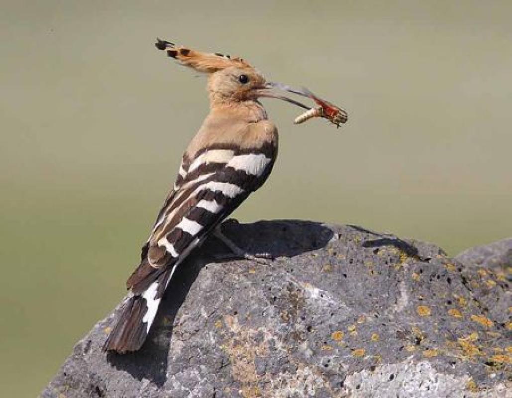 Hoopoe.