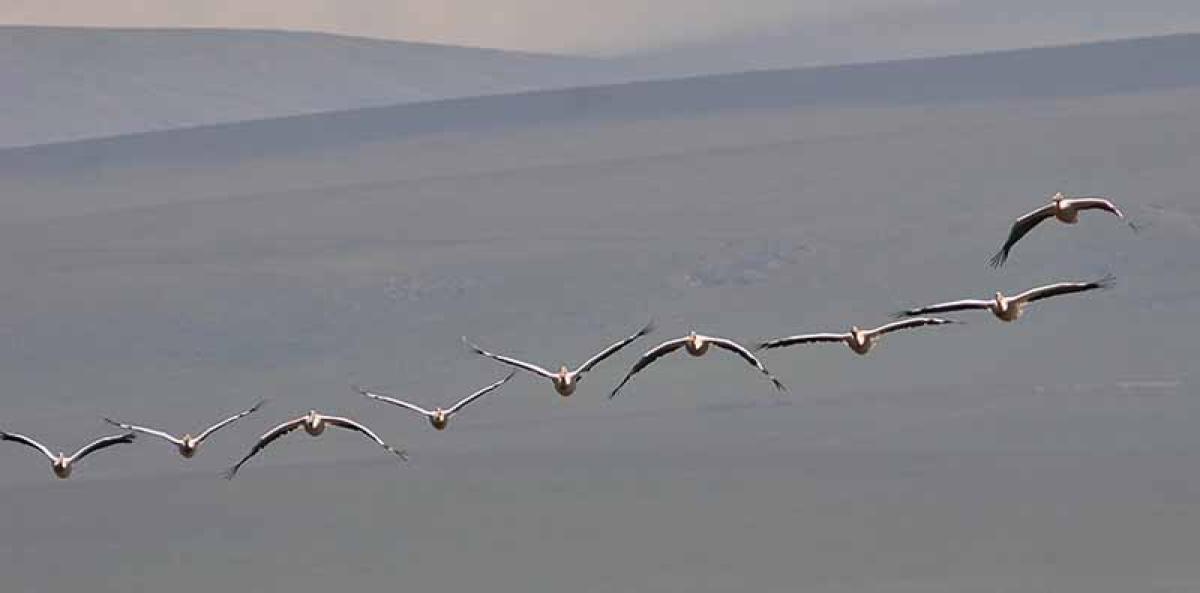 ...with large concentrations of water birds, including these White Pelicans.