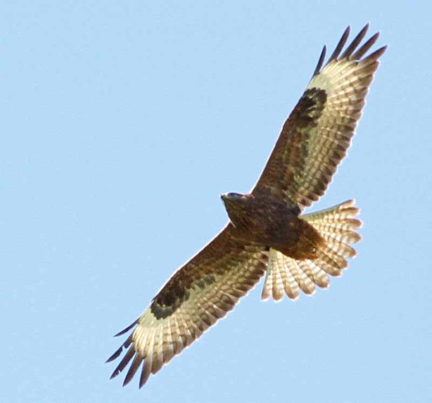...and smaller numbers of Steppe Buzzards...