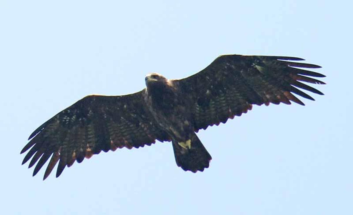 ...and Steppe Eagles.