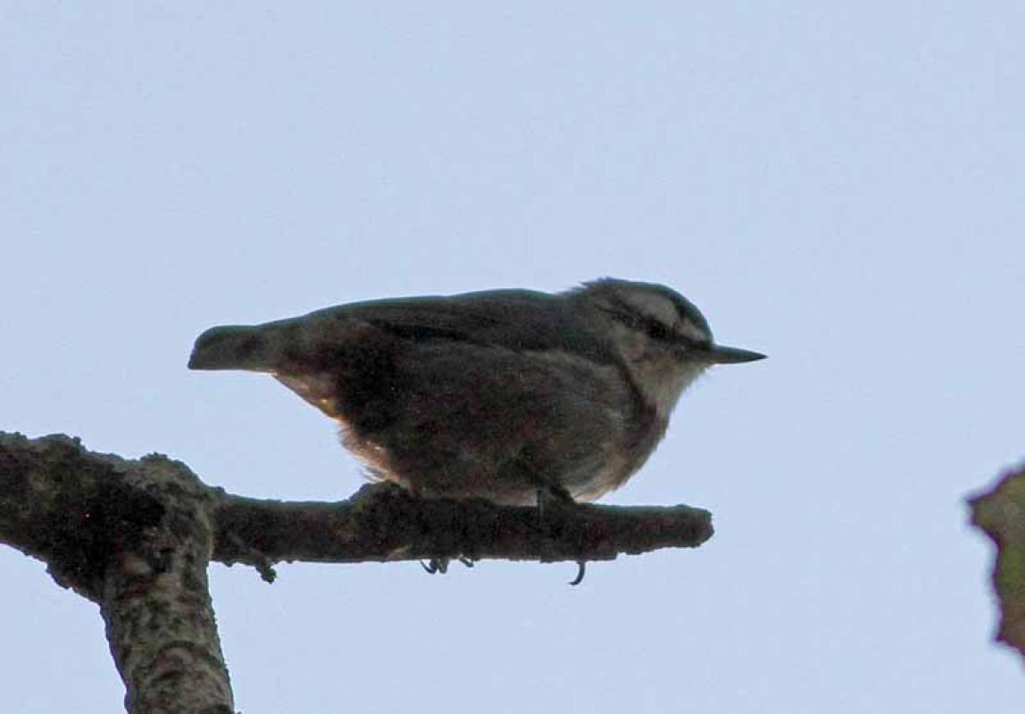...and where Kruper’s Nuthatch can be conspicuous in the woodlands...