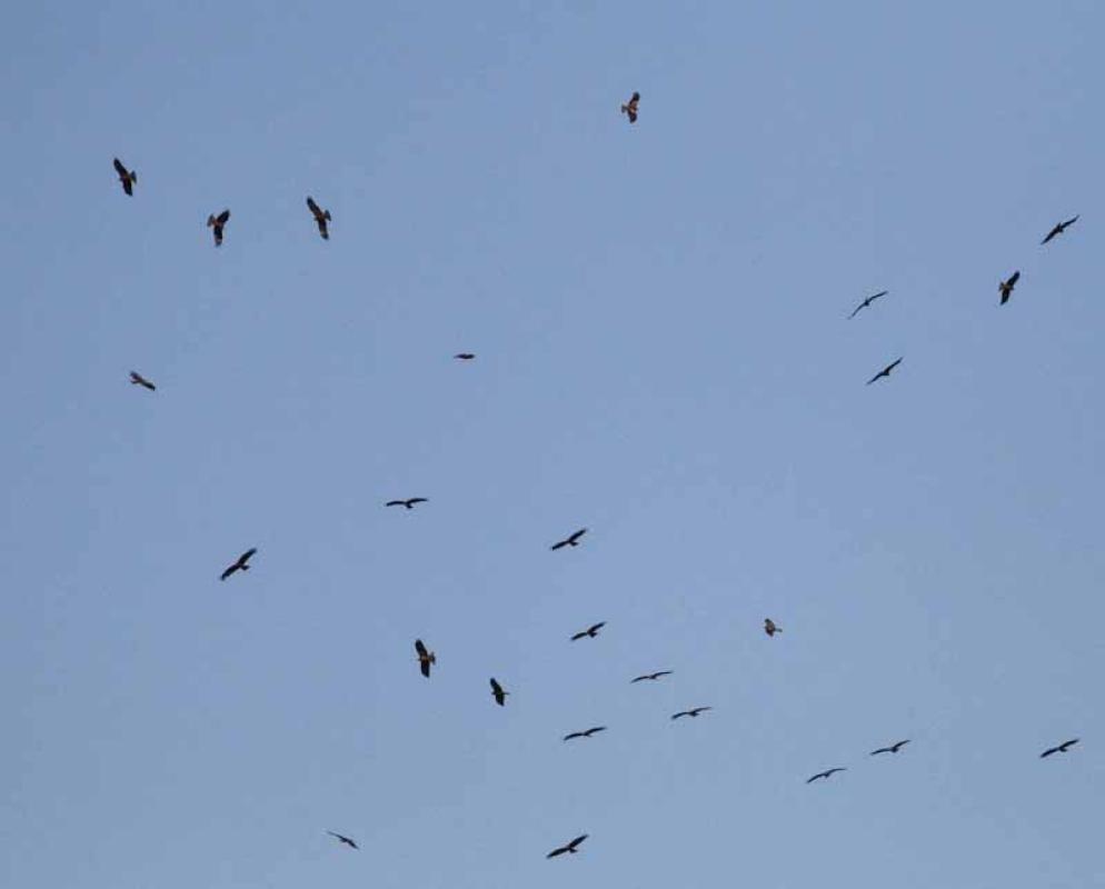 ...and we might experience our first flocks of raptors.