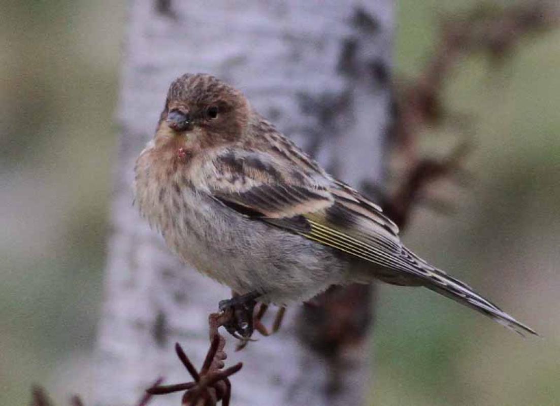 At the highest point, we may get lucky with Red-fronted Serin...