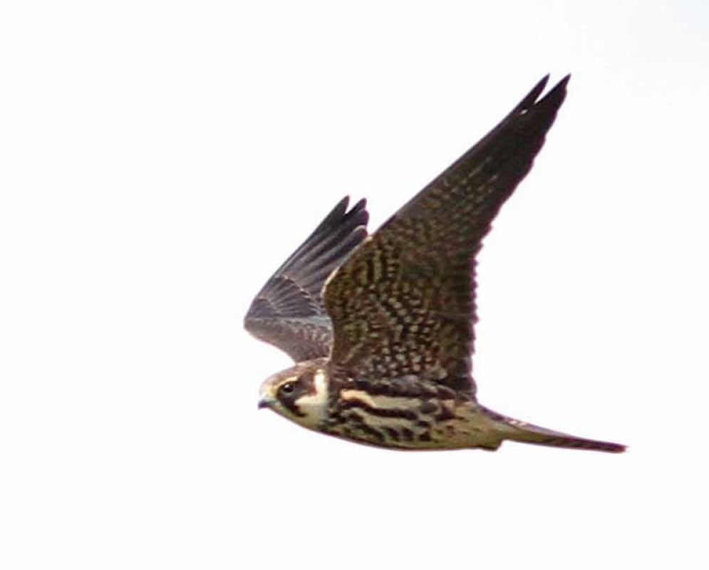 .Hobby can come right past us...