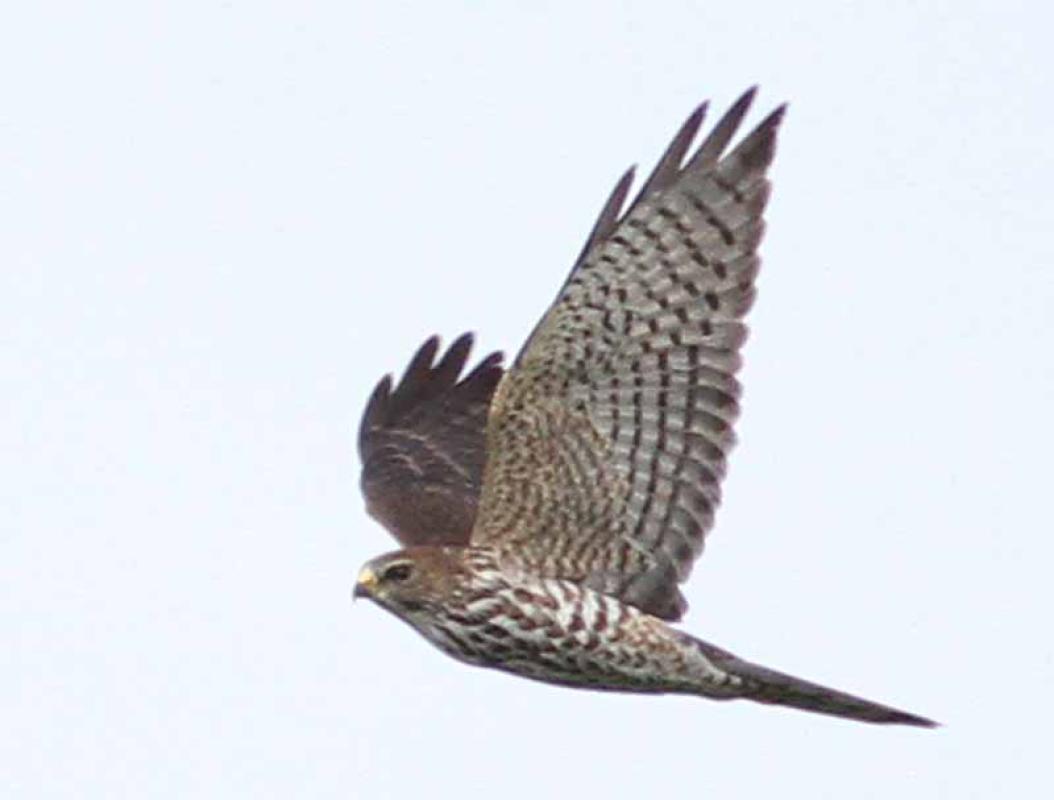 ...as can Levant Sparrowhawks...