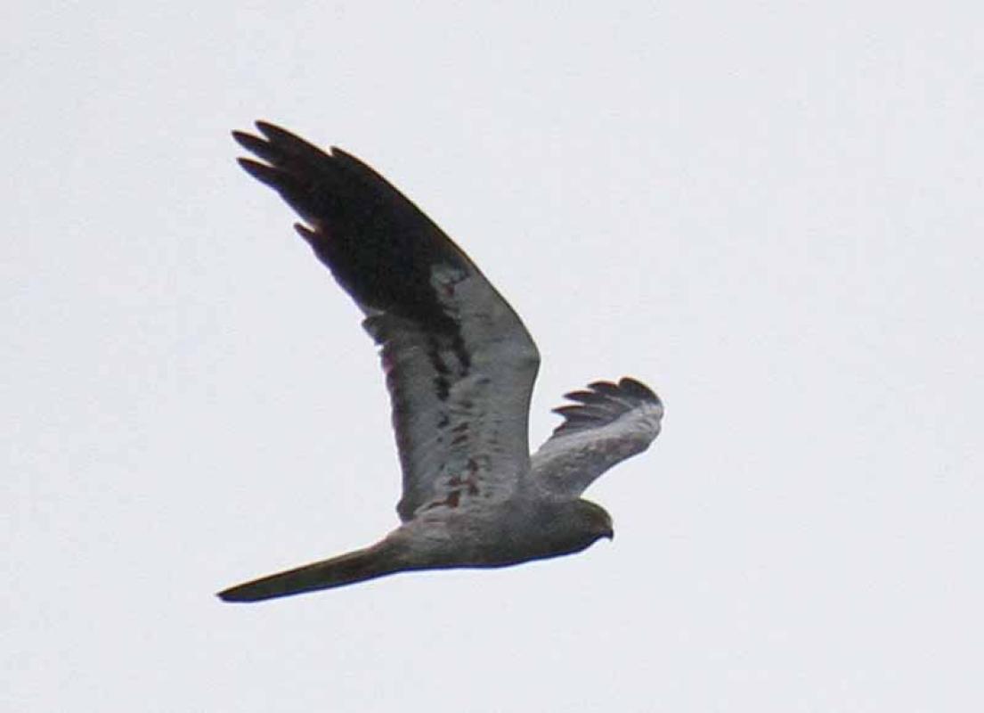 A great feature of Batumi is the number and diversity of migrating harriers, here an adult male Montagu’s...