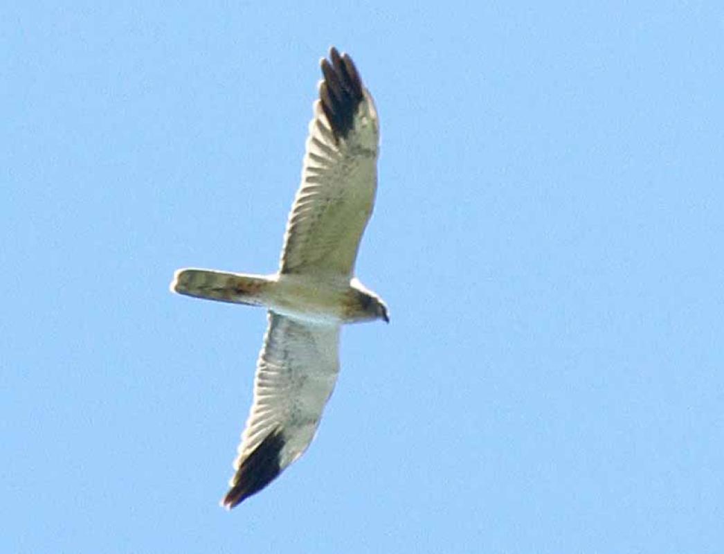 ....while the ghostly male Pallid Harrier will be eagerly sought, 
