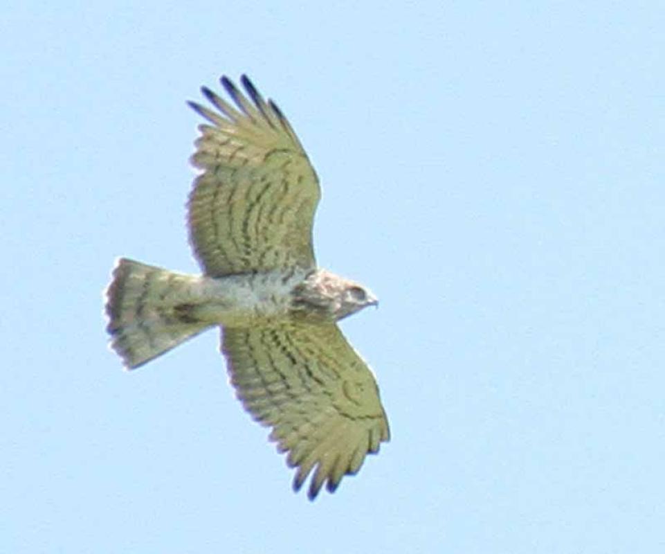 and we’re certain to see several Short-toed Eagles.