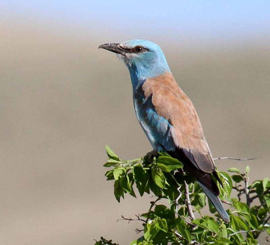 ...and flocks of Rollers are likely as well. 