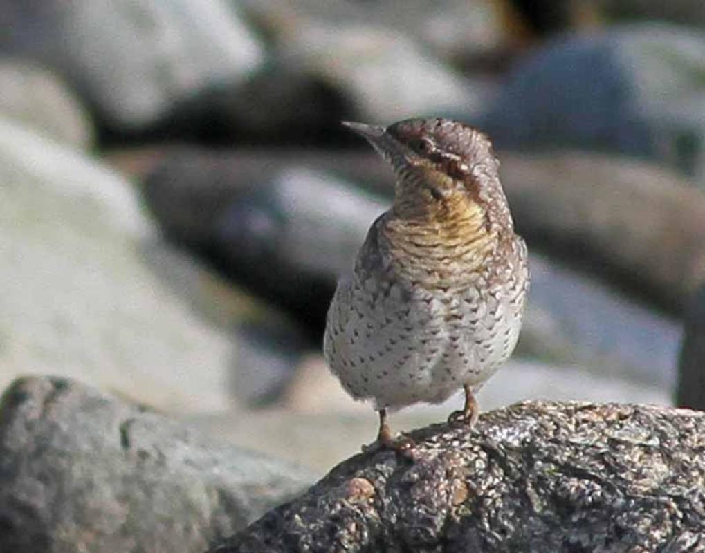 ...such as this Wryneck...