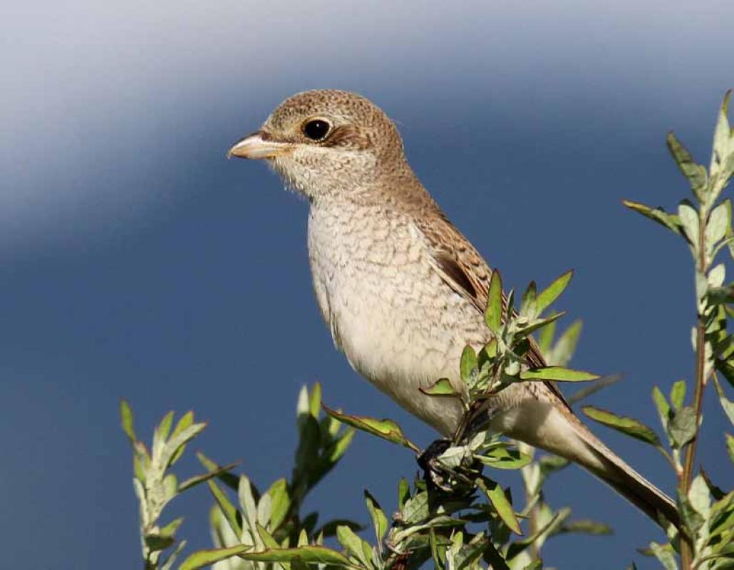 ...a Red-backed Shrike...