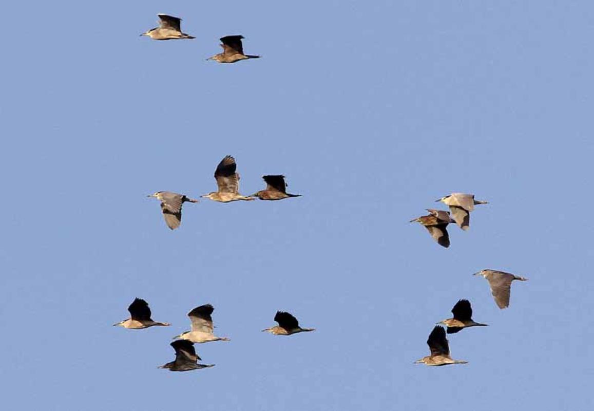 ...or even some Night Herons migrating.