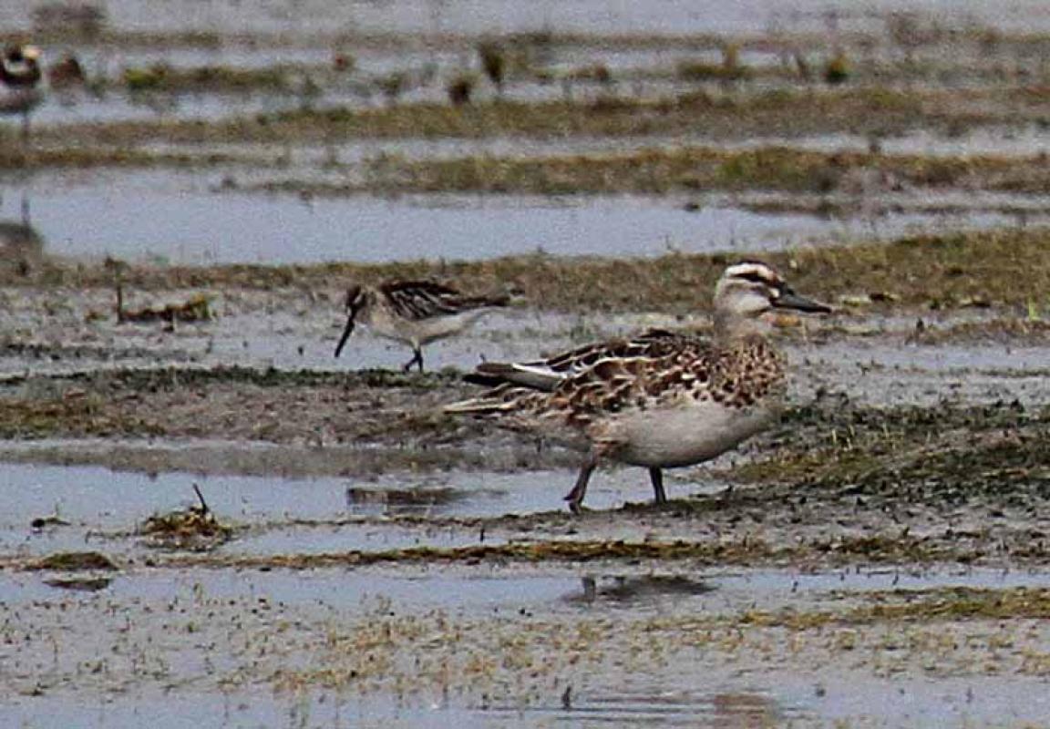 ...and maybe a Broad-billed Sandpiper hiding behind a Garganey!