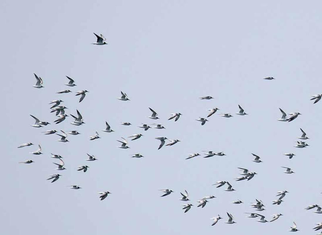 Flocks of migrating terns may go past - here a flock of Little Terns and a Common Tern... 
