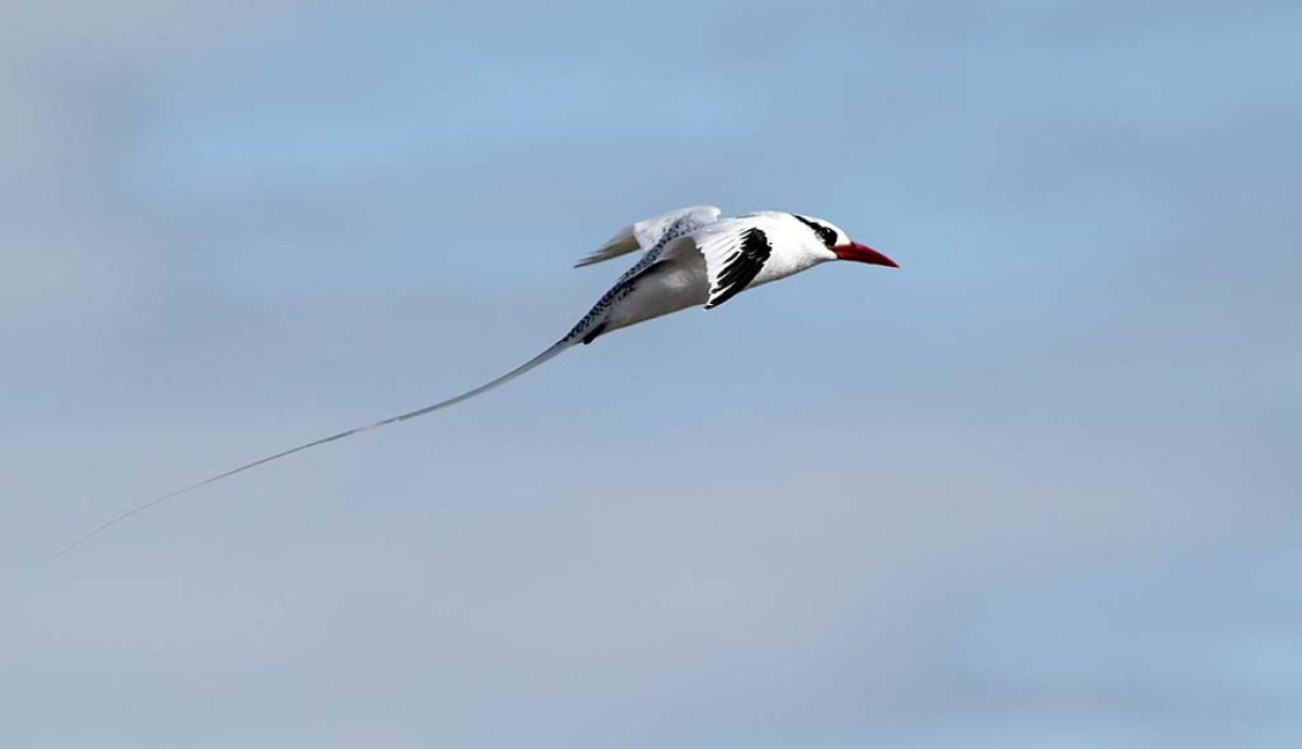  Photographic opportunities will abound, even for birds in flight, such as this Red-billed Tropicbird.
