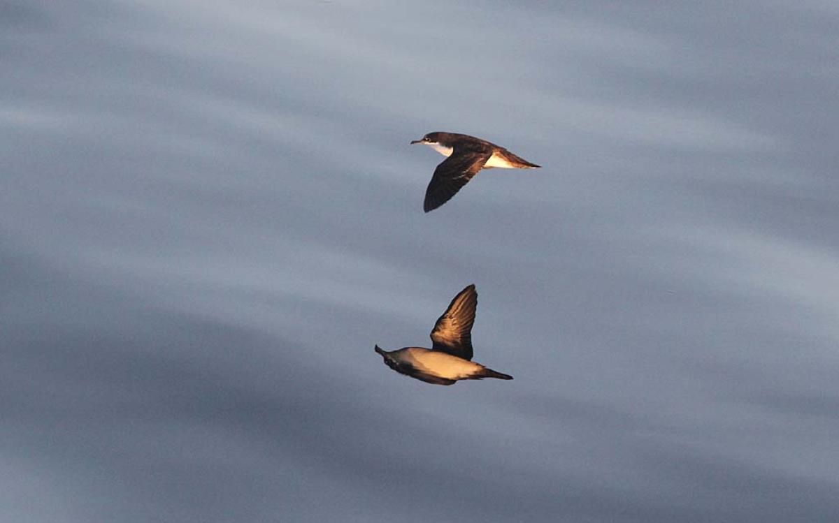 It’s worth staying attentive during our travel between islands for sea birds. Galapagos Shearwater is an abundant breeder...