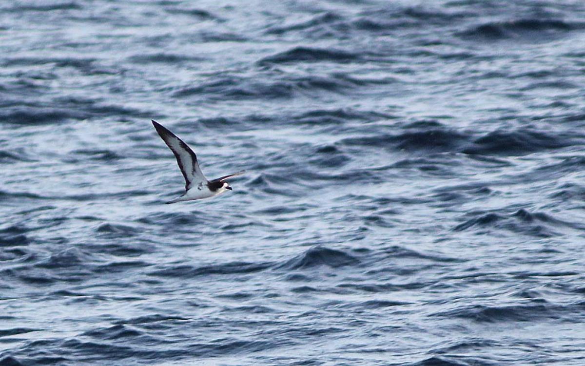 ...but it will pay to keep an eye on the water if you want to spot a scarce Galapagos Petrel.