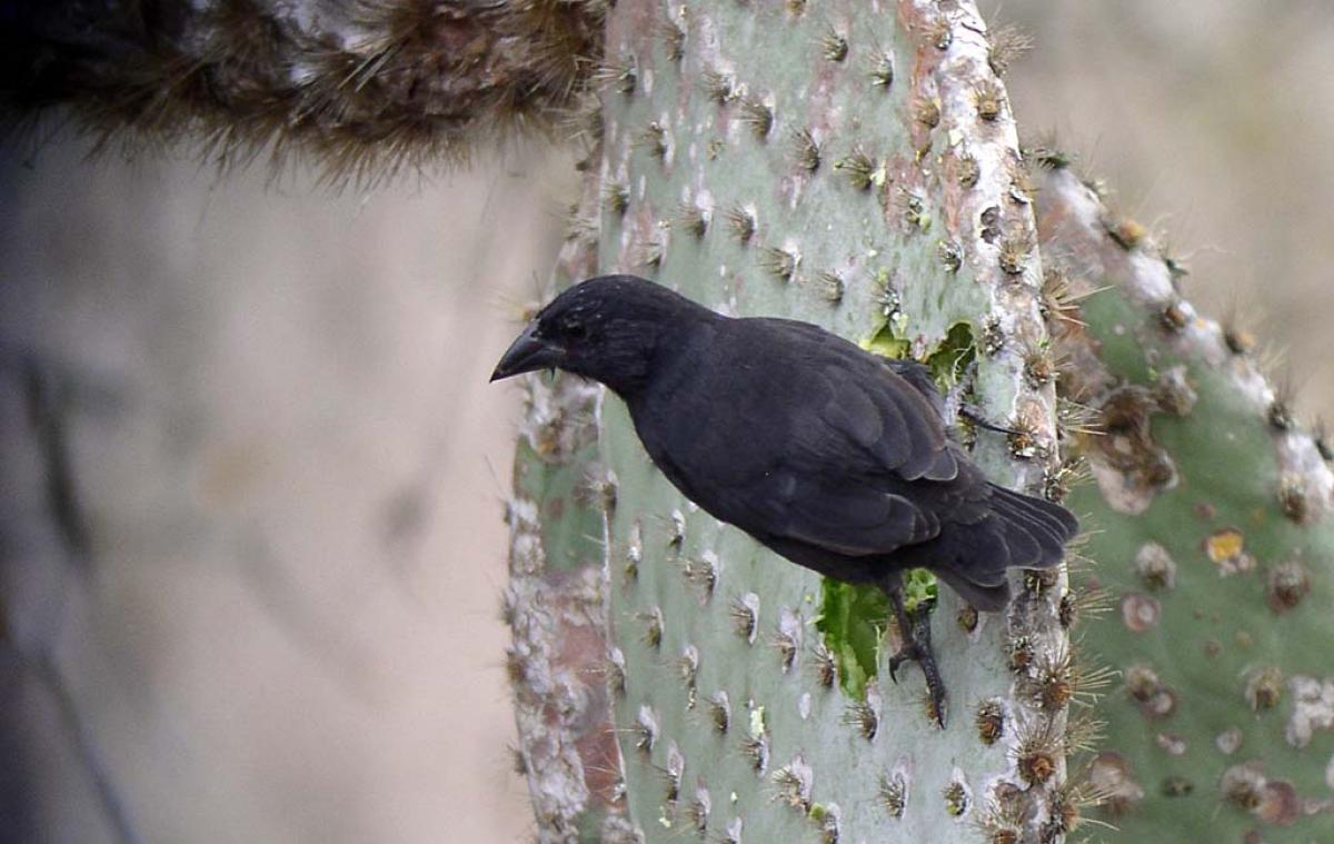 We’ll learn about the amazing radiation of the finches (and why they are actually tanagers) and how they specialize. This Common Cactus-Finch is well named.
