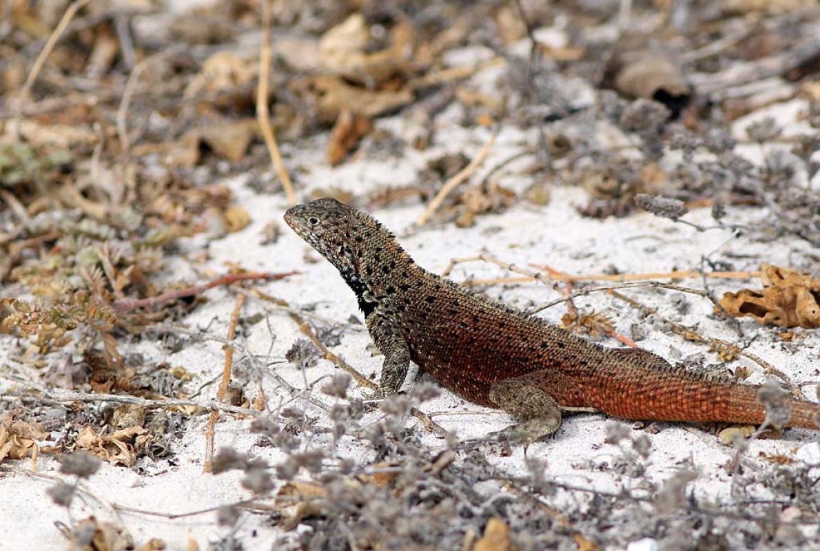 Even the Lava Lizards have evolved on different islands, this one on Española.
