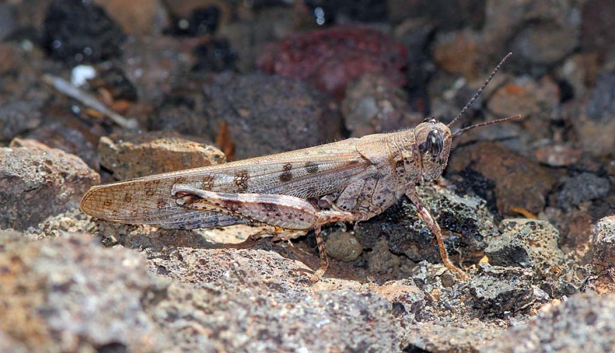 Setting our tour apart from most others, we’ll look at everything in detail. This is one of the endemic grasshoppers, Schistocerca literosa.