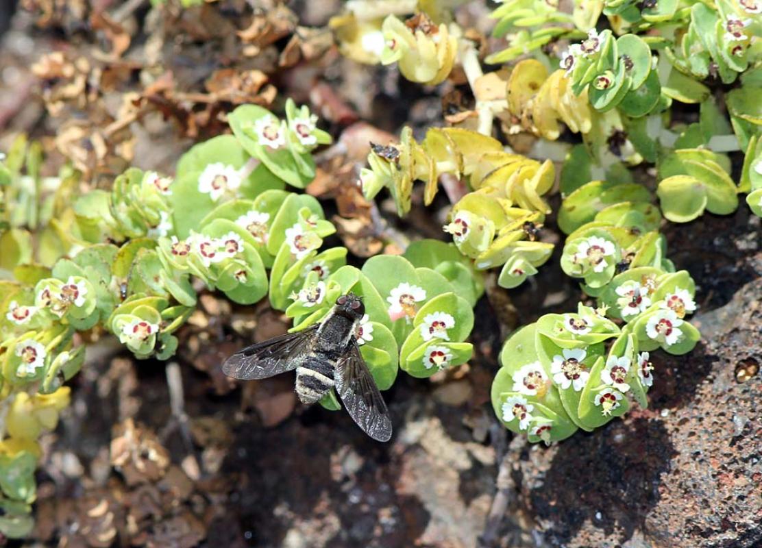 Found even amongst tinier insects, such as this Galapagos Bee Fly, are yet more endemic species.