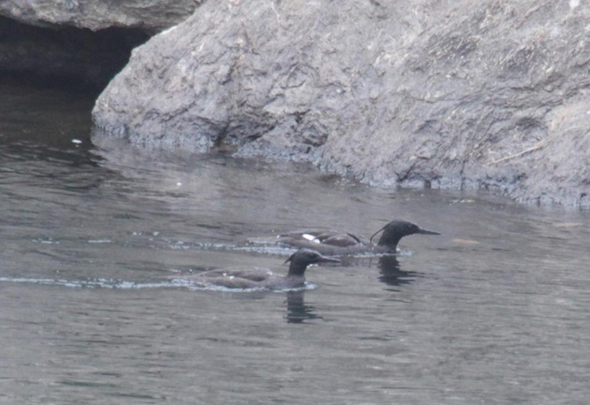 ...home th the extremely endangered Braziliam Merganser...