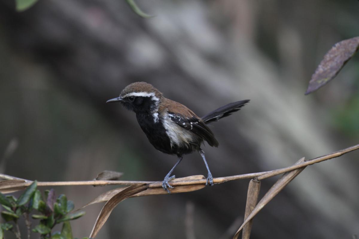 ...the endemic Sera Antwren...