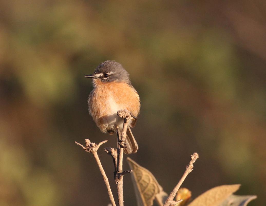 ...the charming Gray-backed Tachuri...