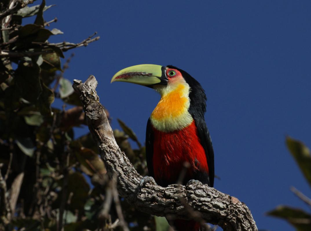 ...the colorful Red-breasted Toucan...