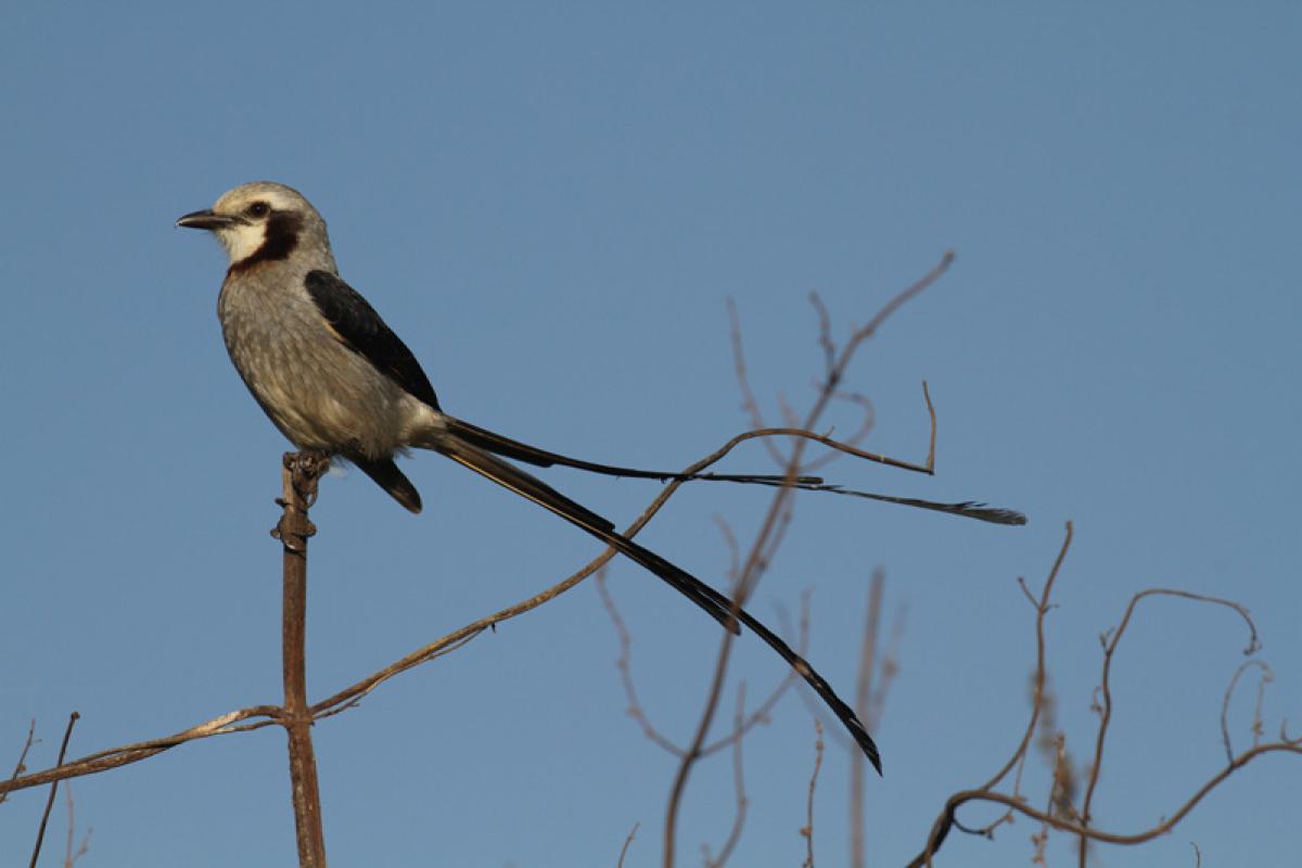 ...and the stunning Streamer-tailed Tyrant to mention just a few.