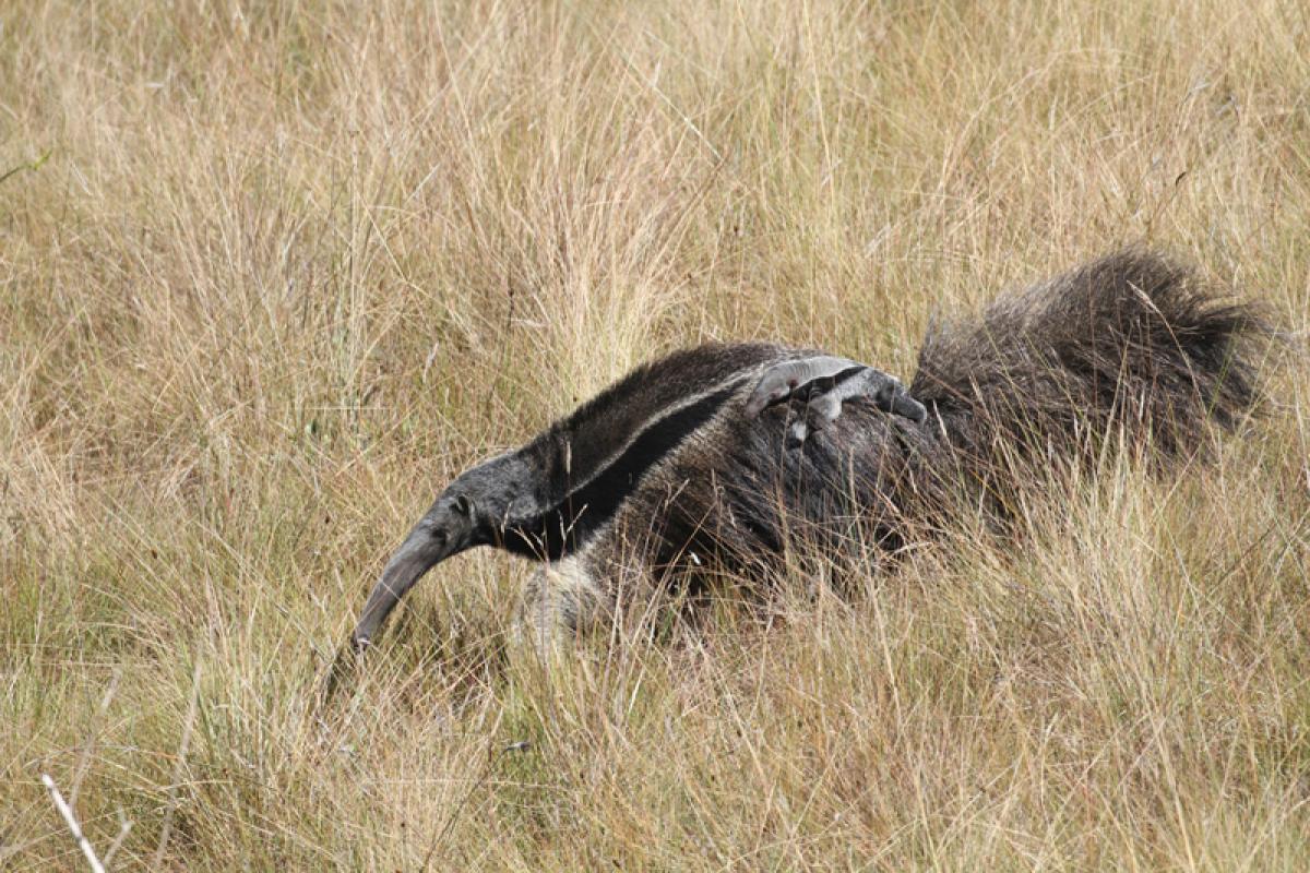 ...as they are fairly common in Canastra Ntional Park.