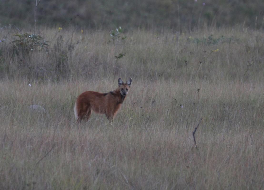 Free-range Maned Wolves are sometimes seen in the grasslands.,,