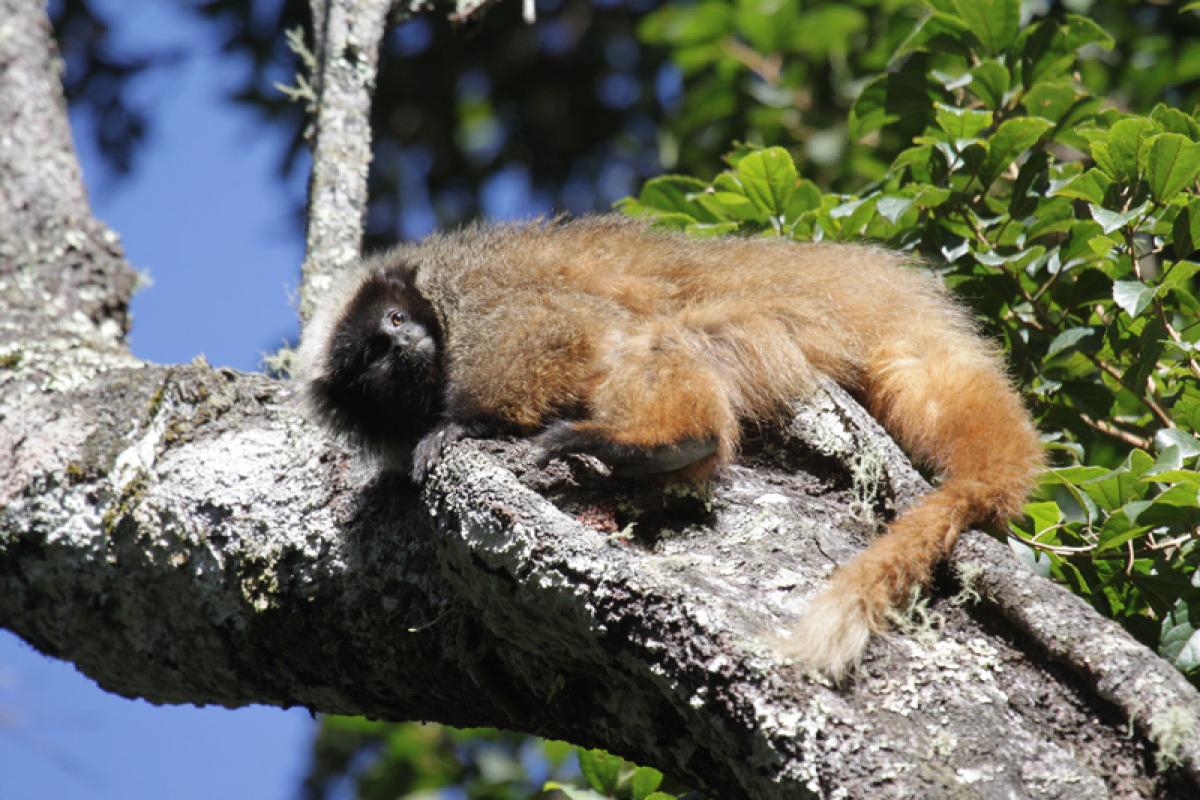 ...and at Canastra we could find the Brazilian endemic Black-fronted Titi.