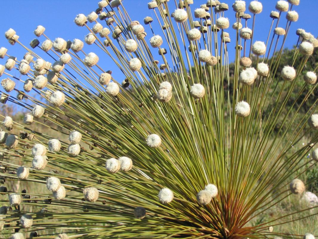 It's a wonderful tour for botany with impressive plants all over such as <i>Paepalanthus speciosus</i> in Canastra