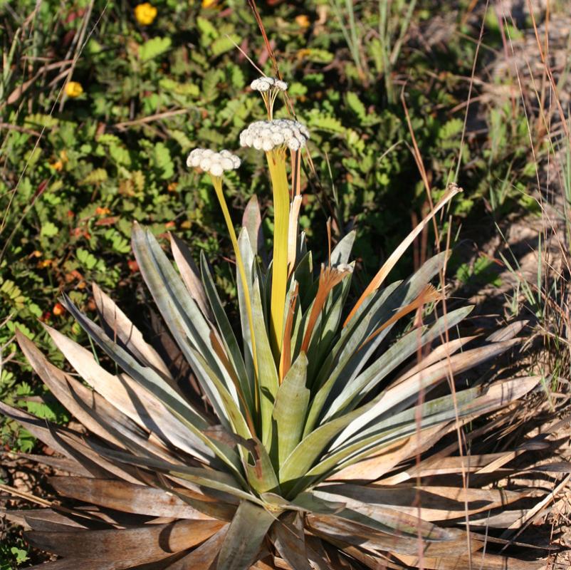 ...or <i>Paepalanthus bromelioides</i> in Cipo...