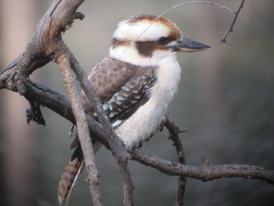 We’ll start our tour around the cosmopolitan city of Melbourne, where Laughing Kookaburras...