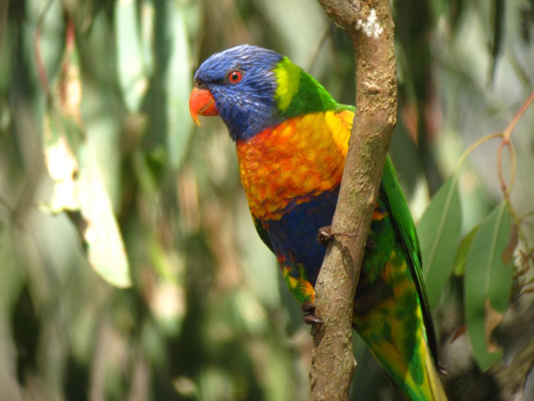 ...dazzling Rainbow Lorikeets...