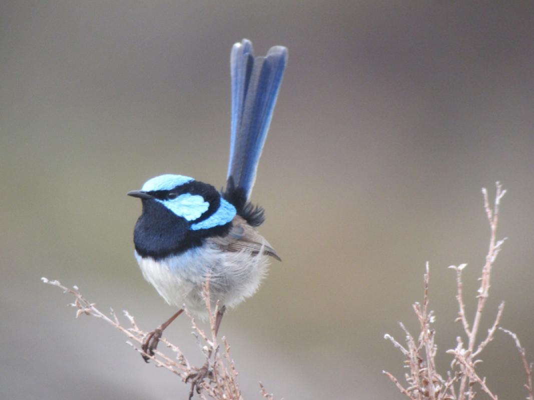 ...Splendid Fairy-wrens...