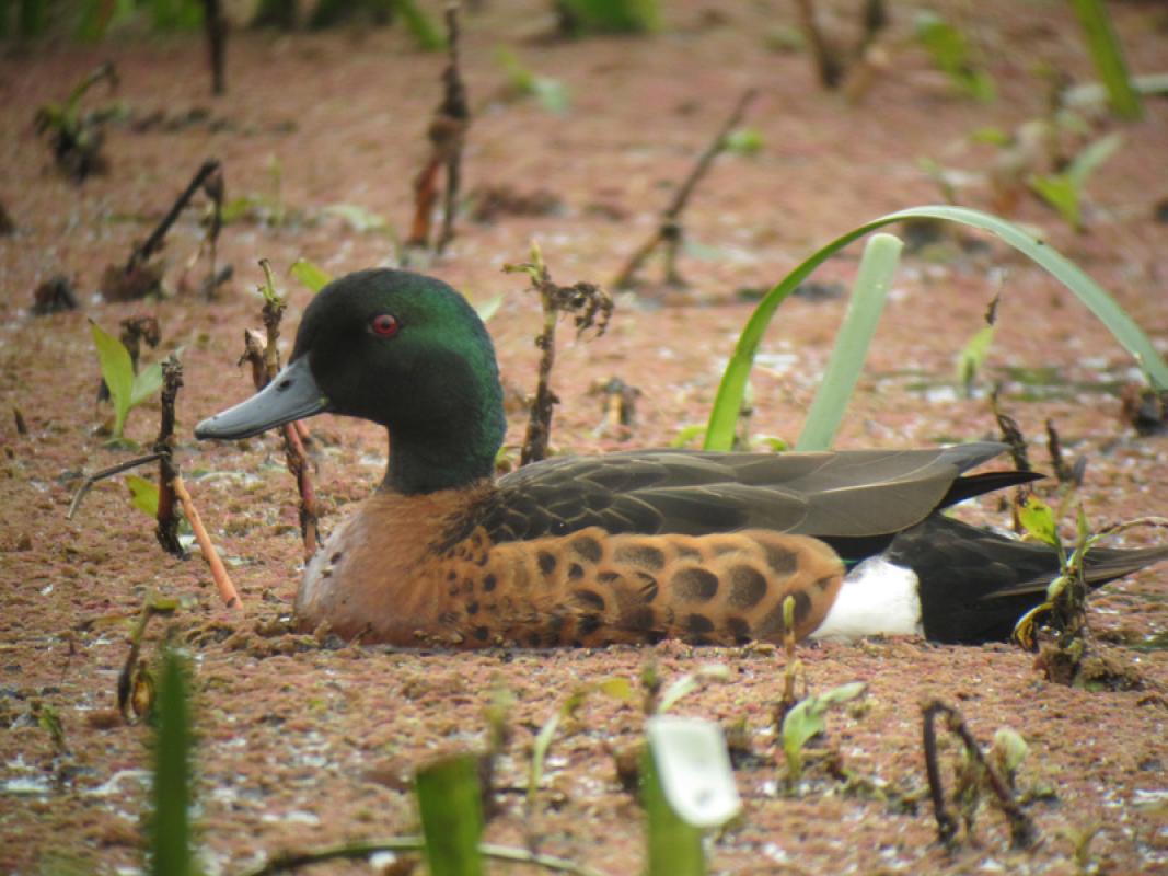 For our first full day we’ll head to the extensive wetlands of Werribee, where a wealth of waterfowl like Chestnut Teal...